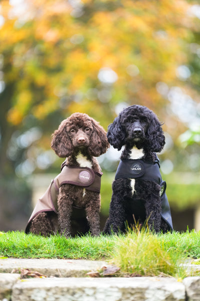 Brown Waterproof Dog Coat