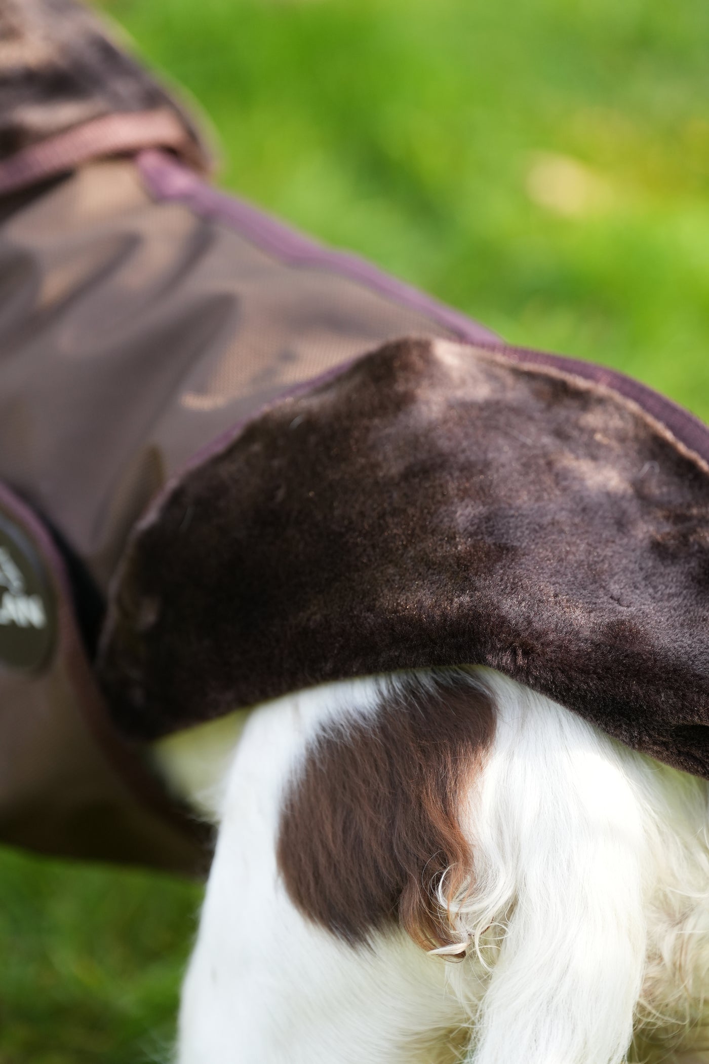 Brown matching horse and dog waterproof rug