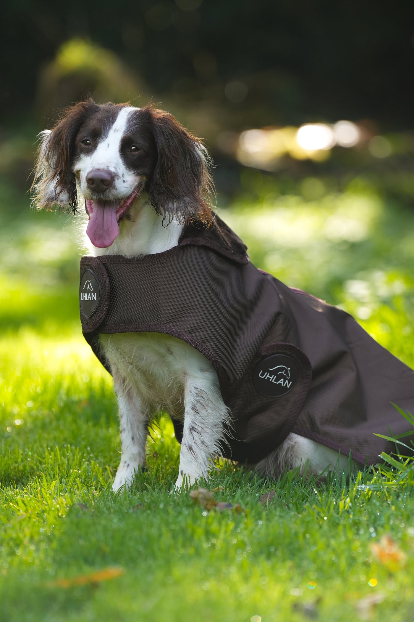 Brown matching horse and dog waterproof rug