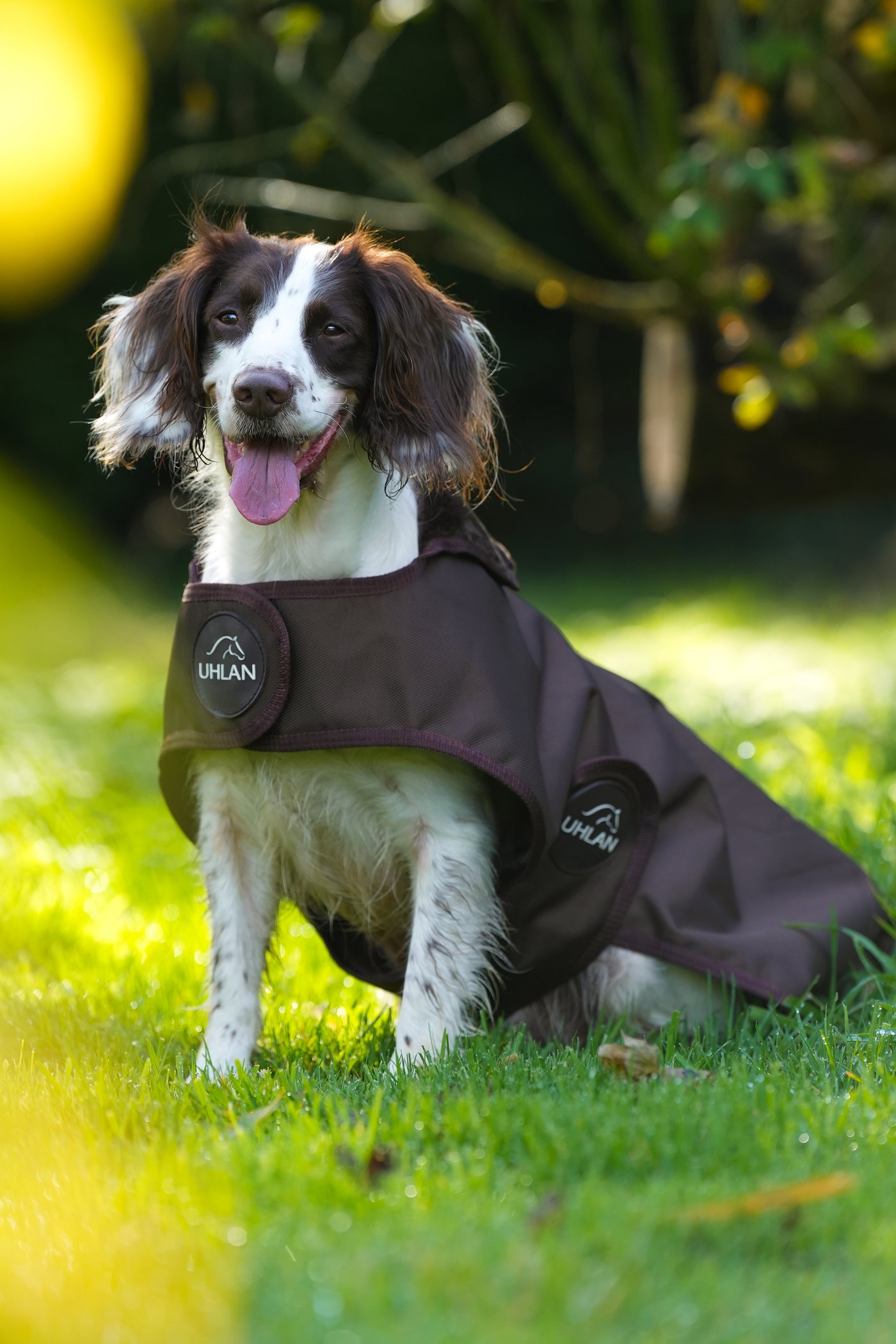 Brown Waterproof Dog Coat