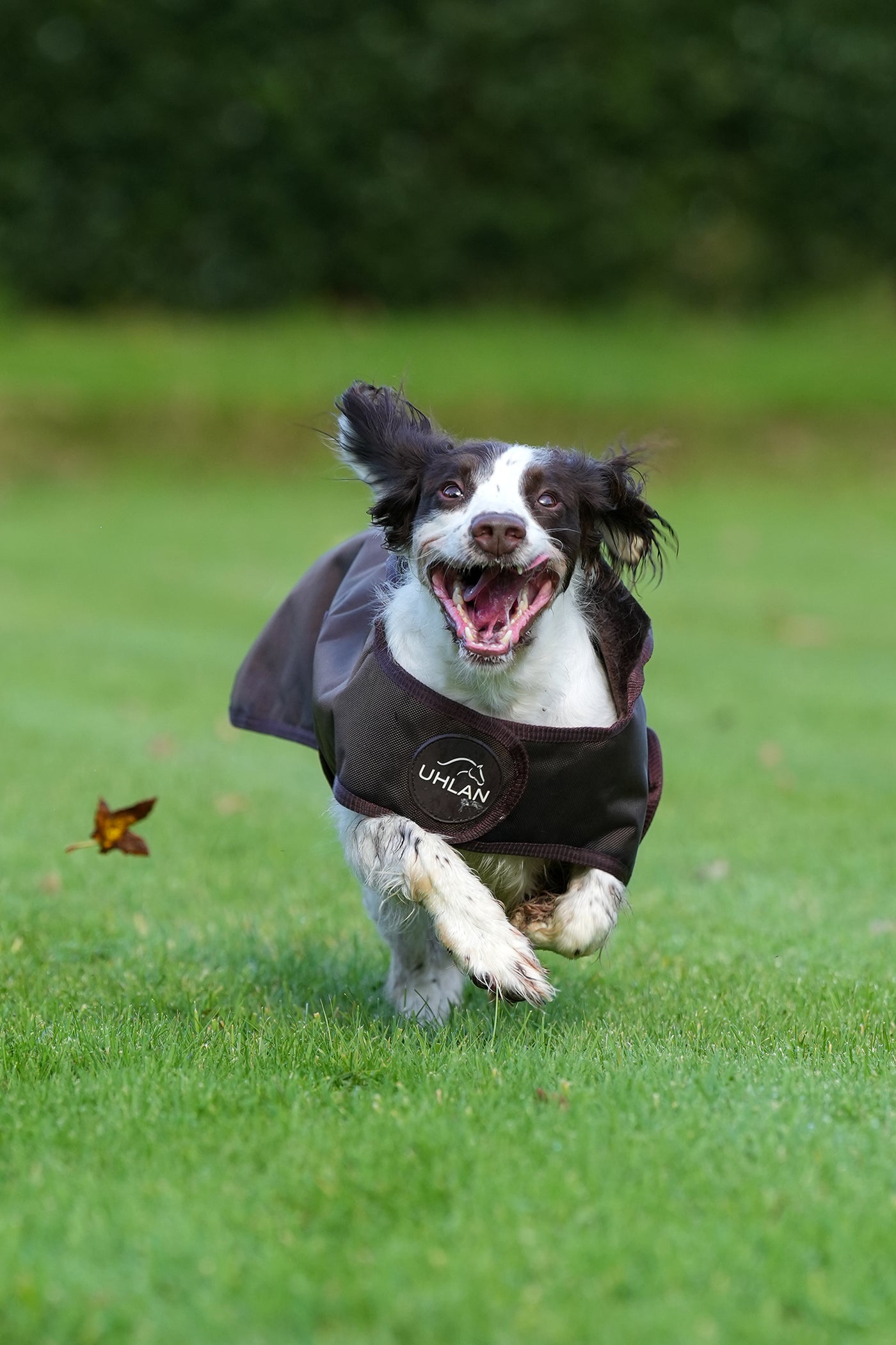 Brown Waterproof Dog Coat