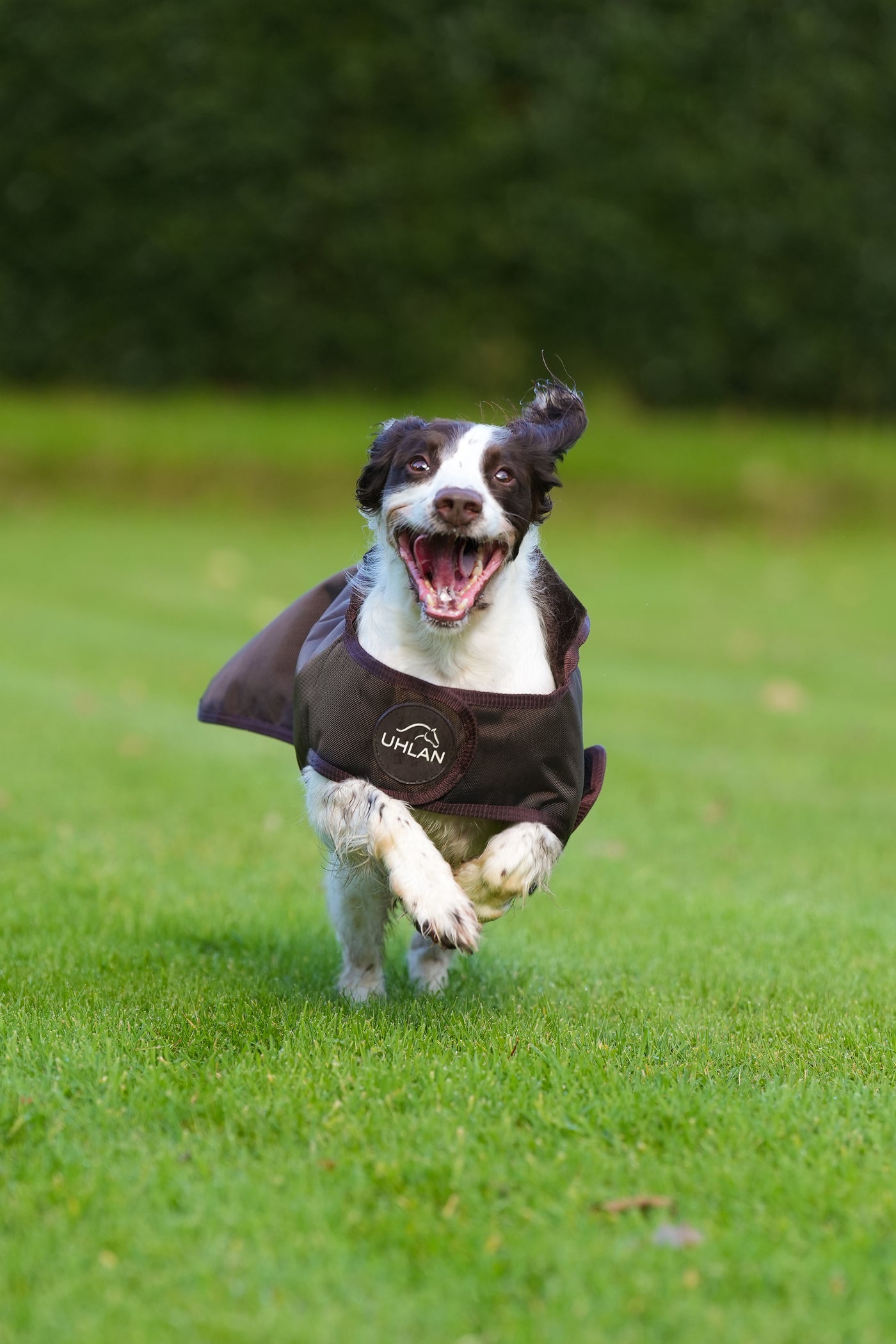 Brown Waterproof Dog Coat