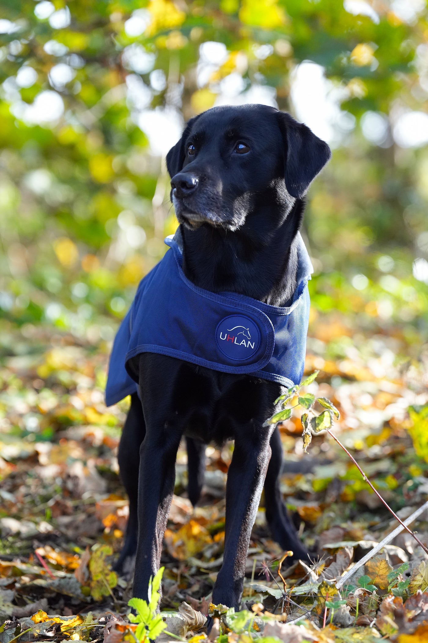 Navy Waterproof Dog Coat