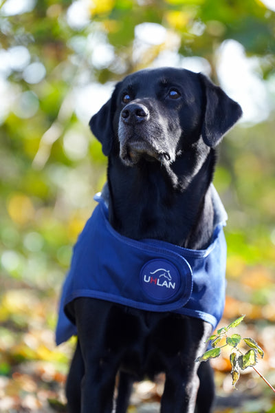 Navy Waterproof Dog Coat