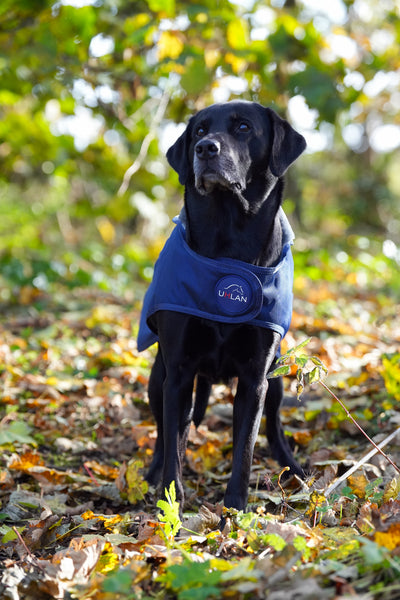 Navy Waterproof Dog Coat