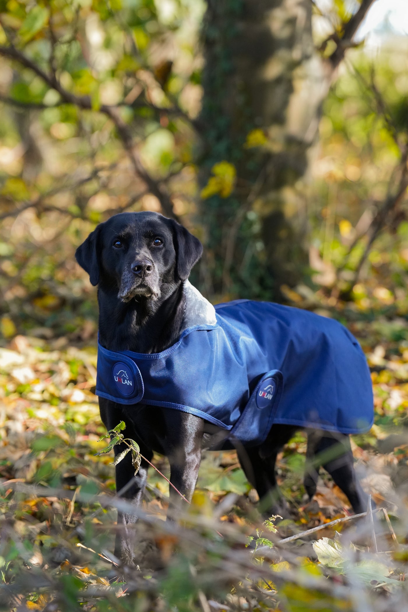 Navy Waterproof Dog Coat