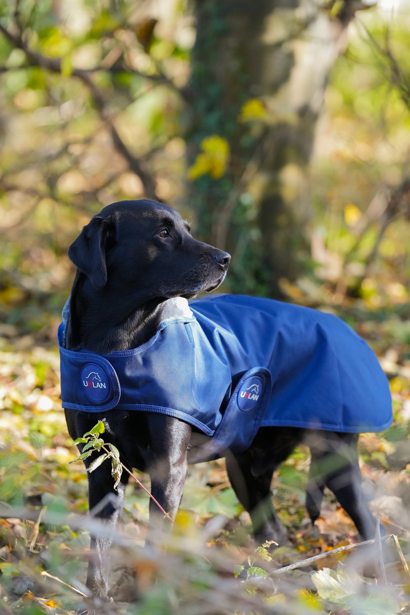 Navy Waterproof Dog Coat