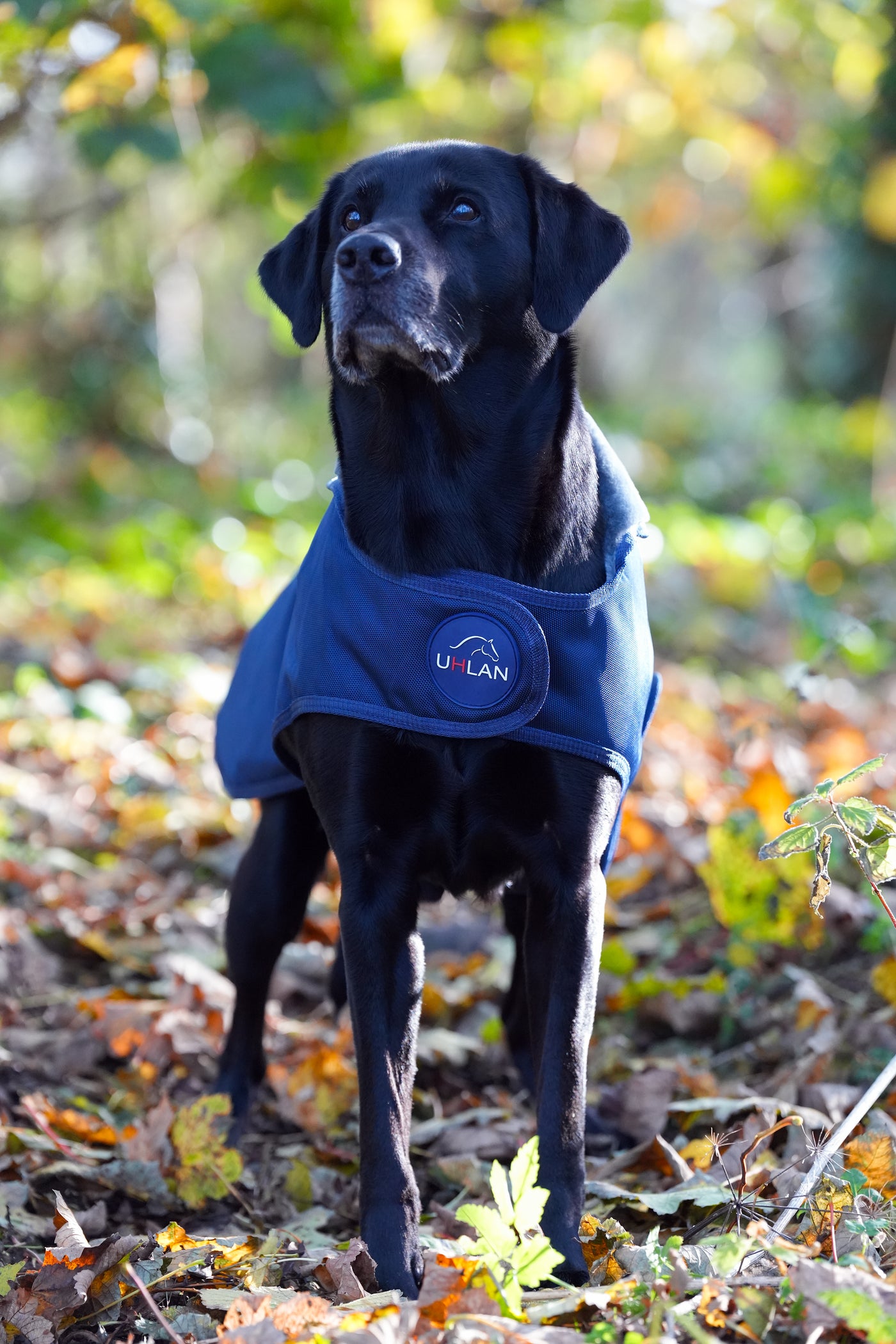 Navy Waterproof Dog Coat