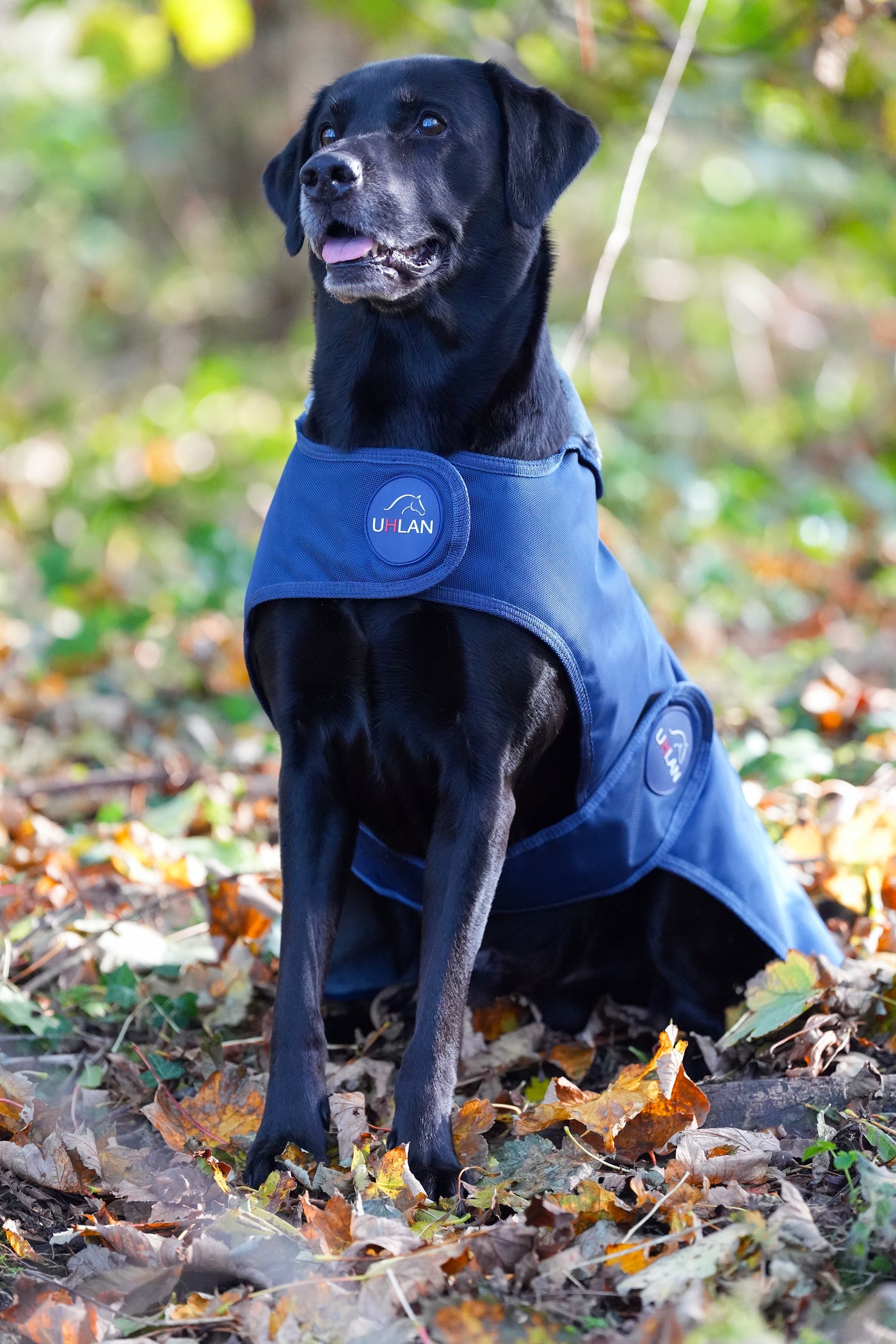 Navy Waterproof Dog Coat