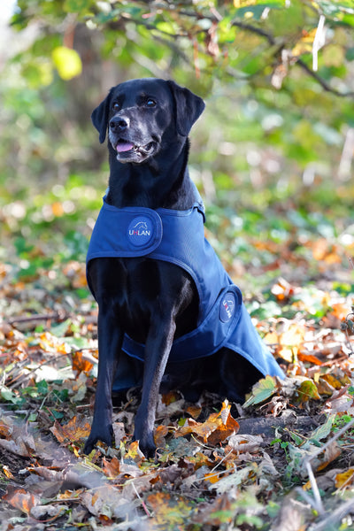 Navy Waterproof Dog Coat