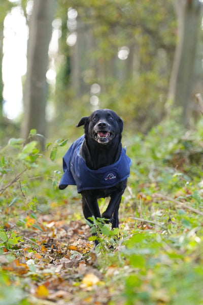 Navy Waterproof Dog Coat