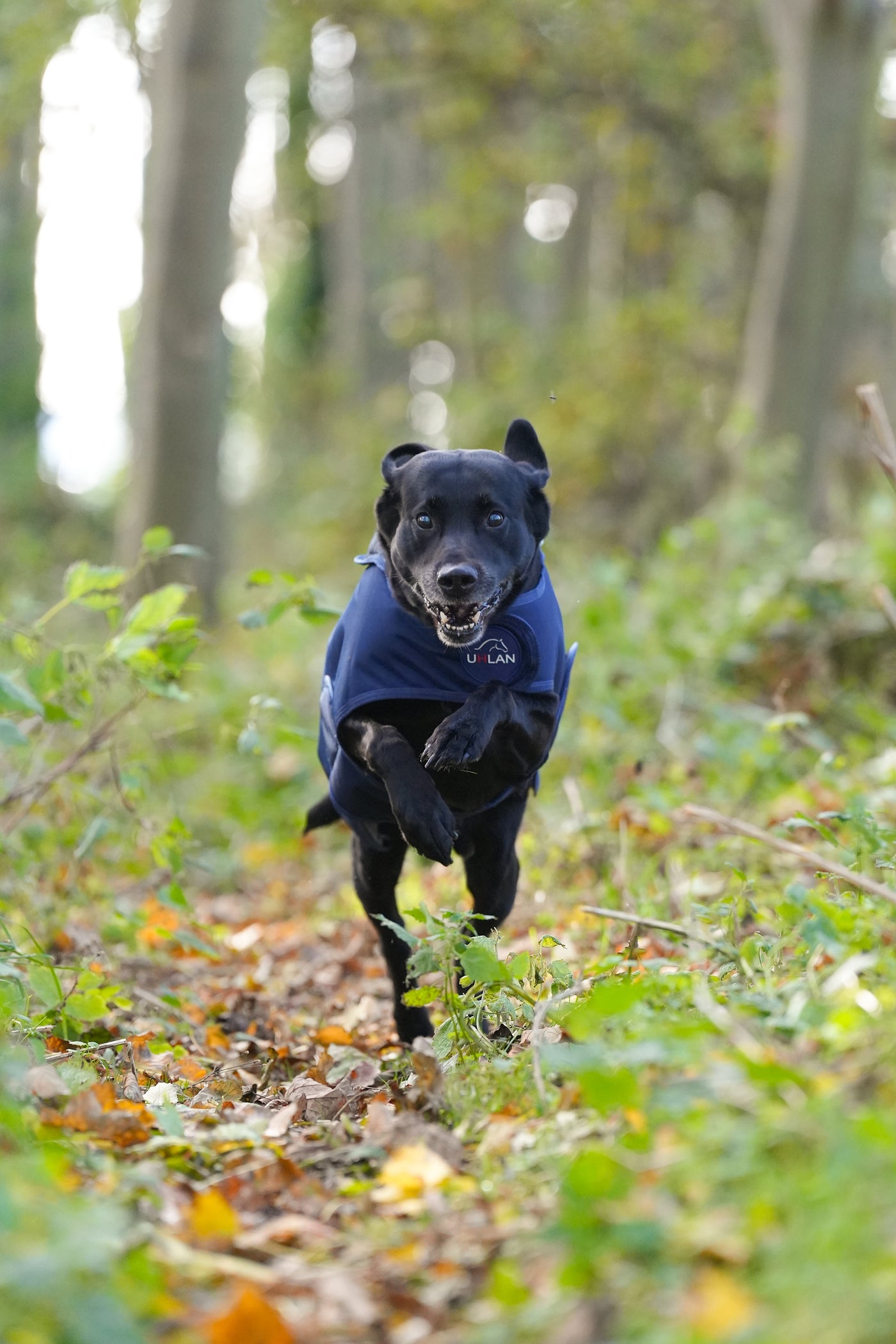 Navy Waterproof Dog Coat