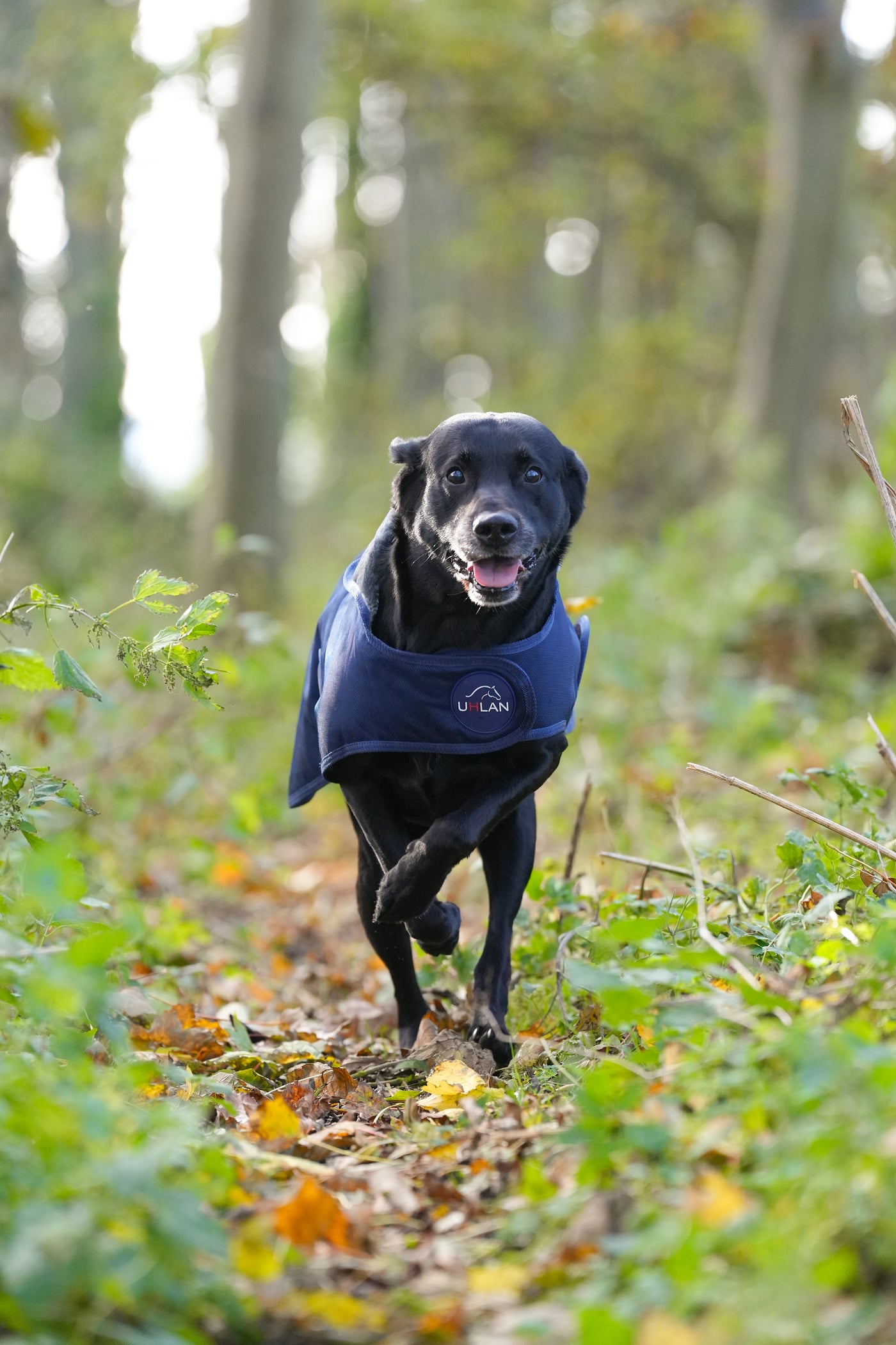 Navy Waterproof Dog Coat