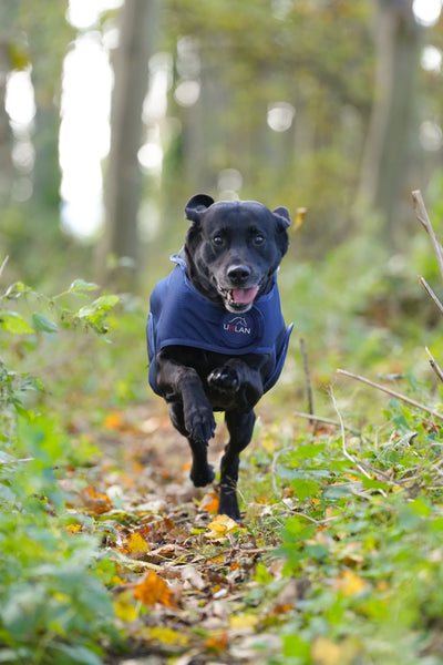 Navy Waterproof Dog Coat