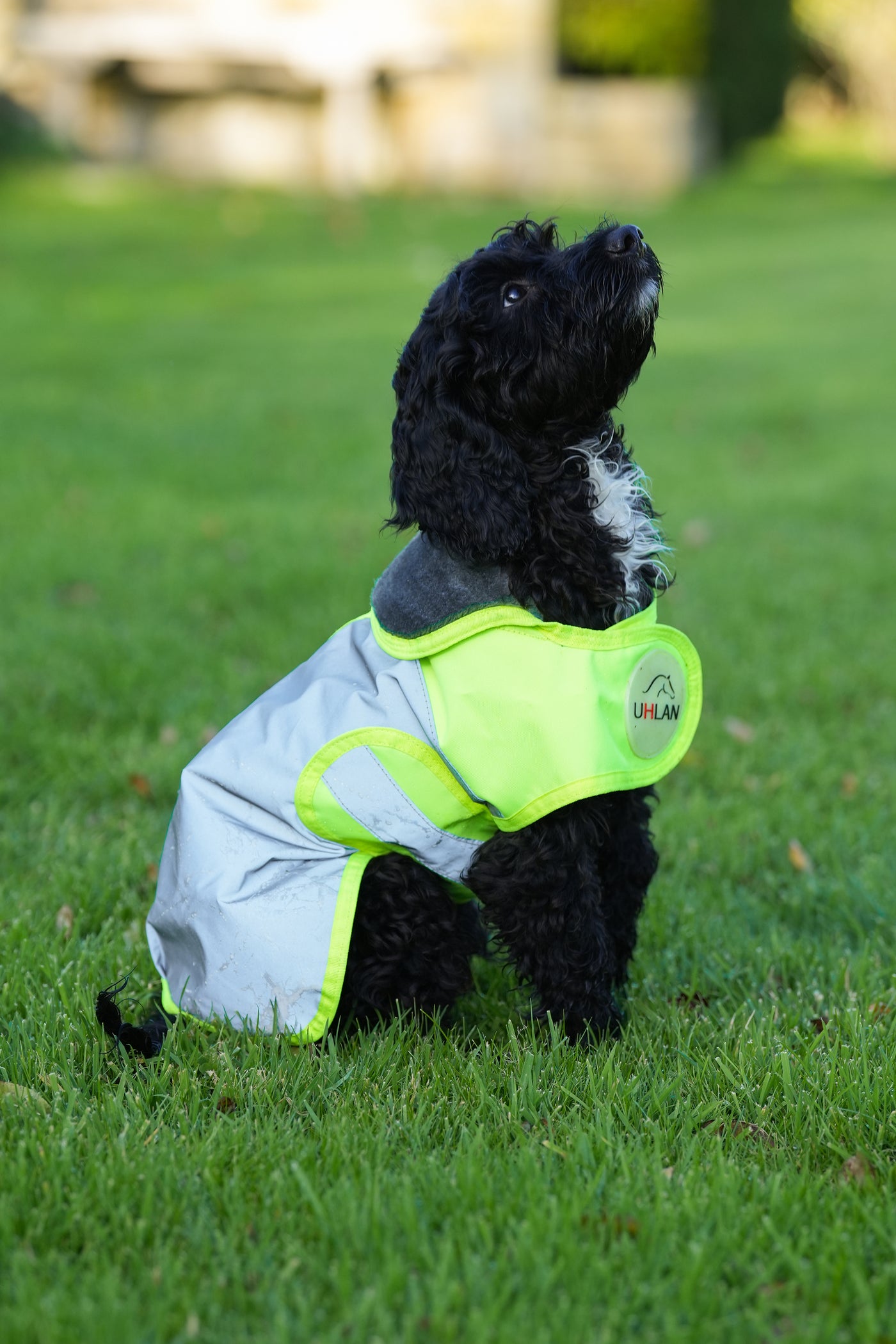 Yellow hi viz matching horse and dog rug