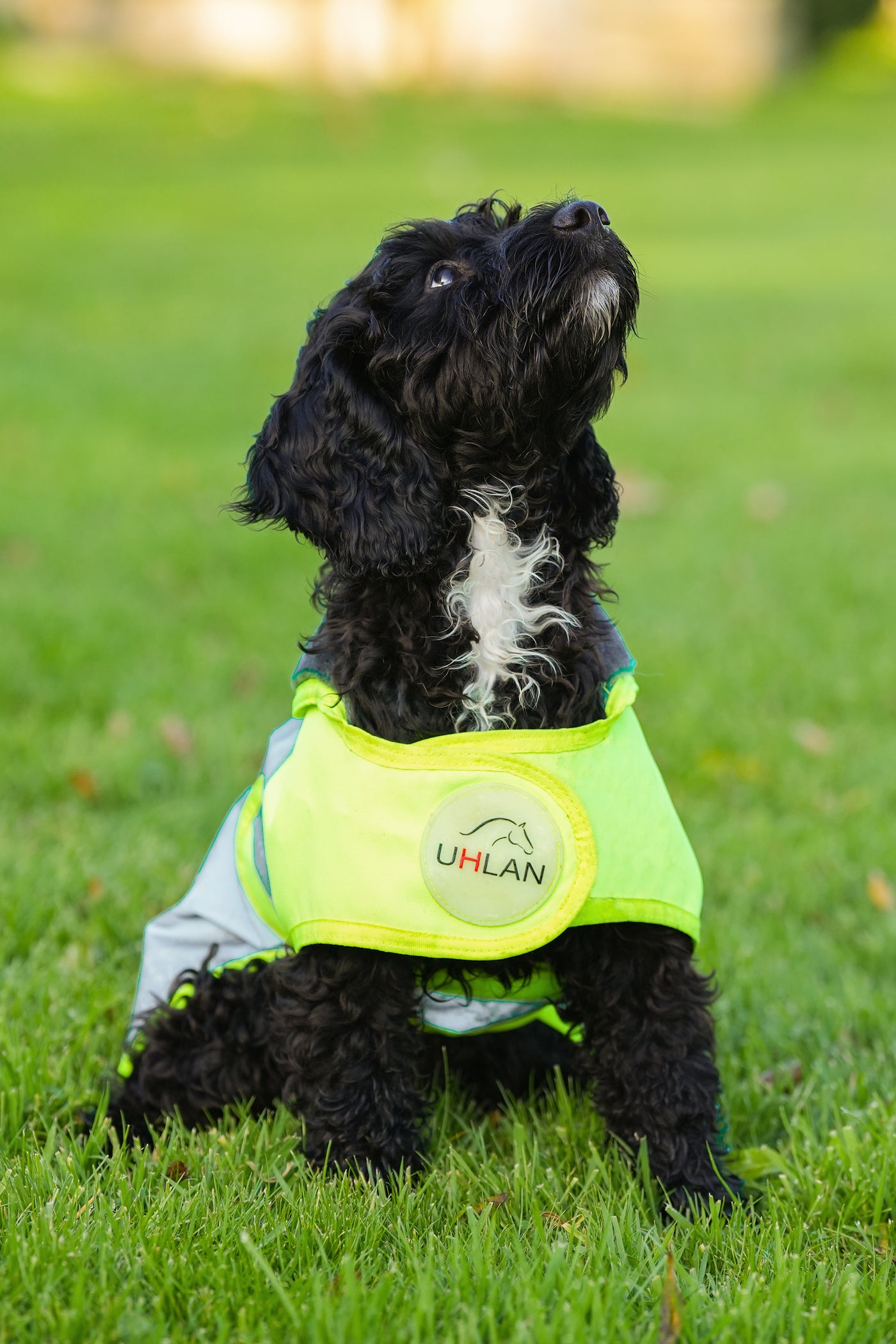 Yellow hi viz matching horse and dog rug