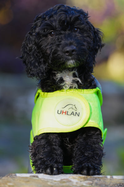 Yellow hi viz matching horse and dog rug