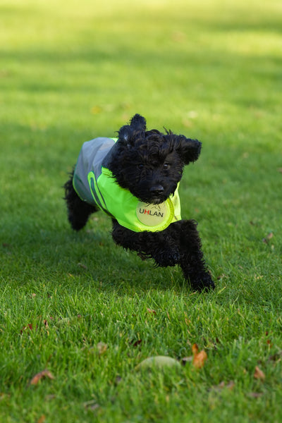 Yellow hi viz matching horse and dog rug