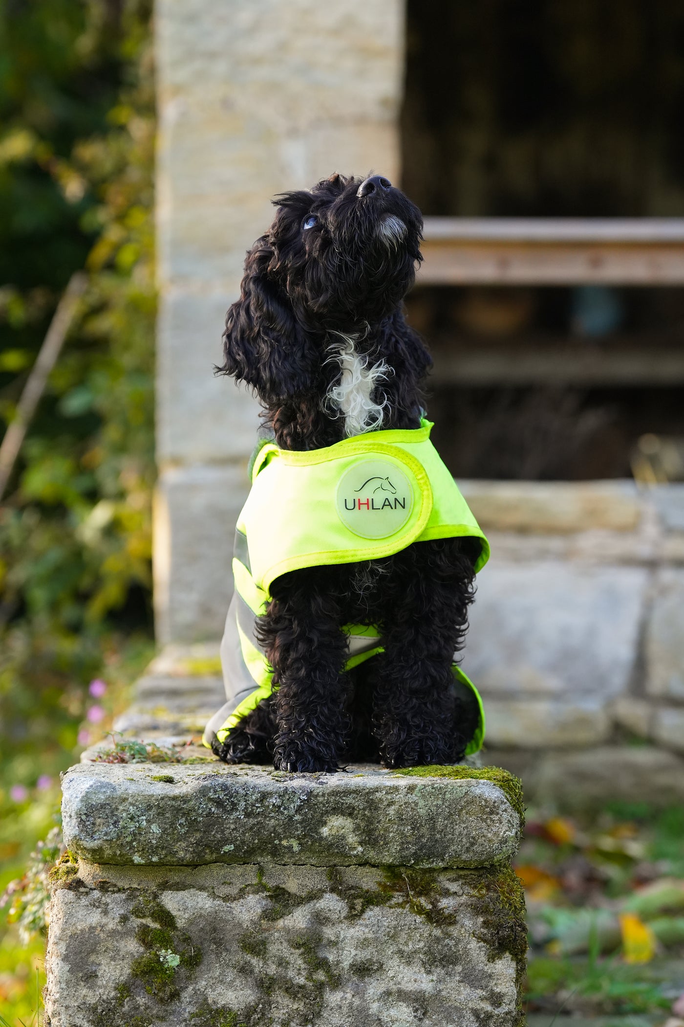 Yellow Hi Viz Waterproof Dog Coat