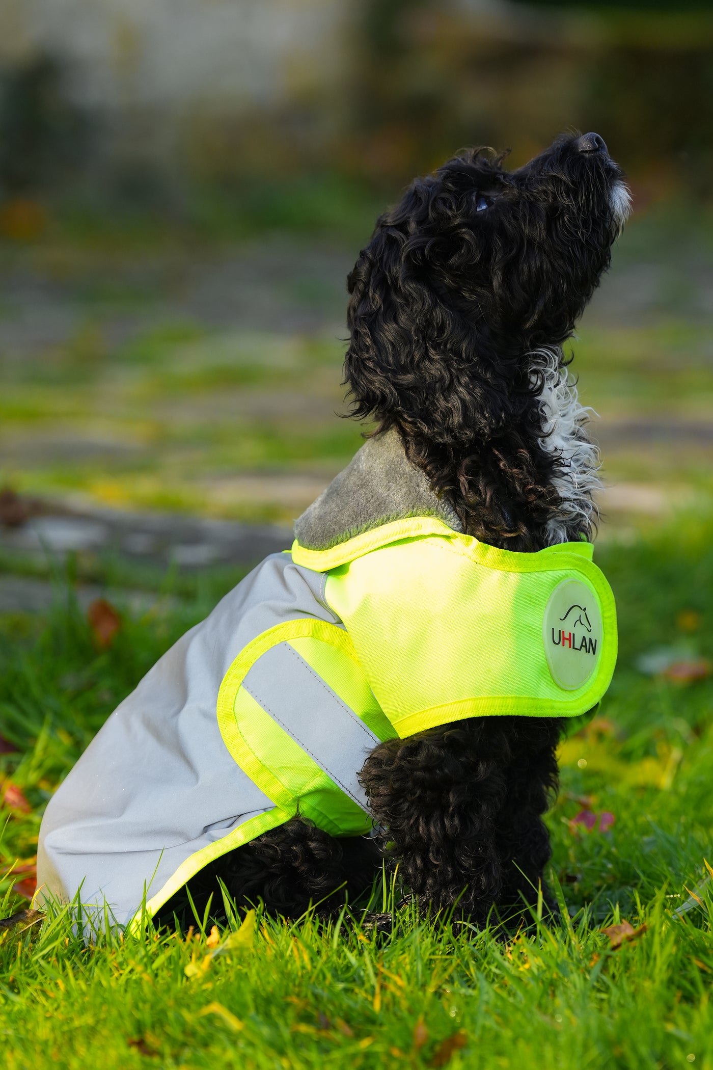 Yellow hi viz matching horse and dog rug