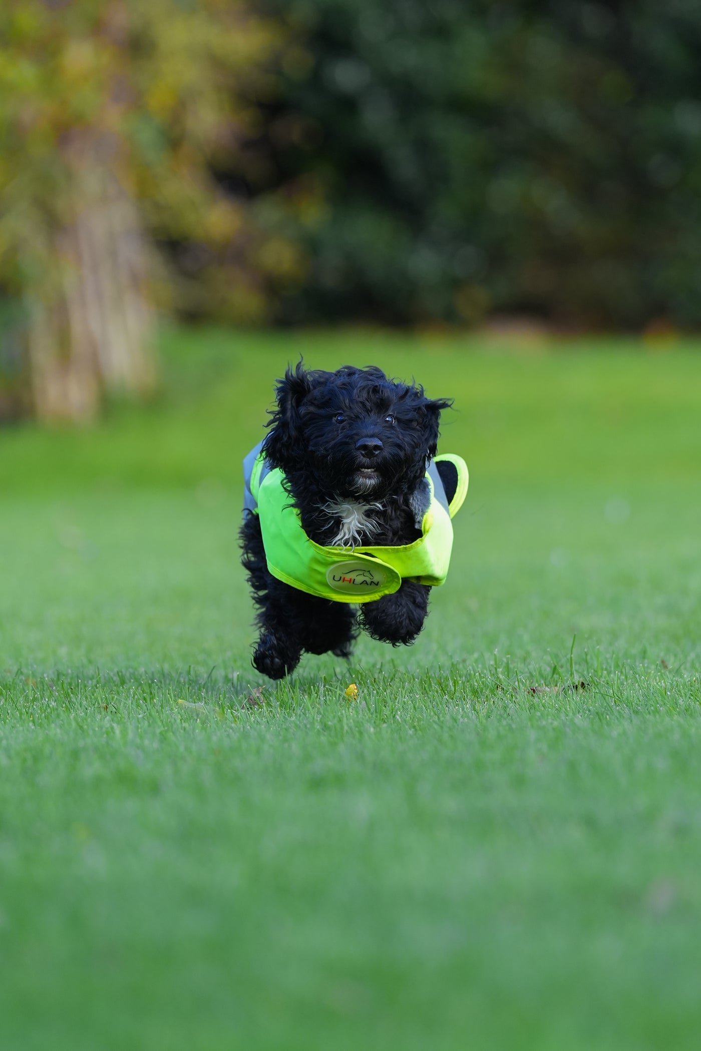 Yellow Hi Viz Waterproof Dog Coat