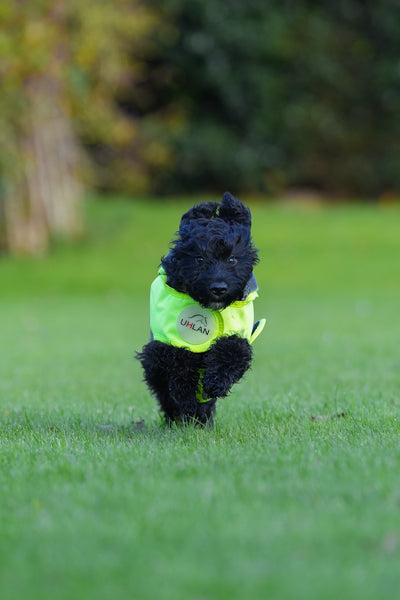 Yellow hi viz matching horse and dog rug