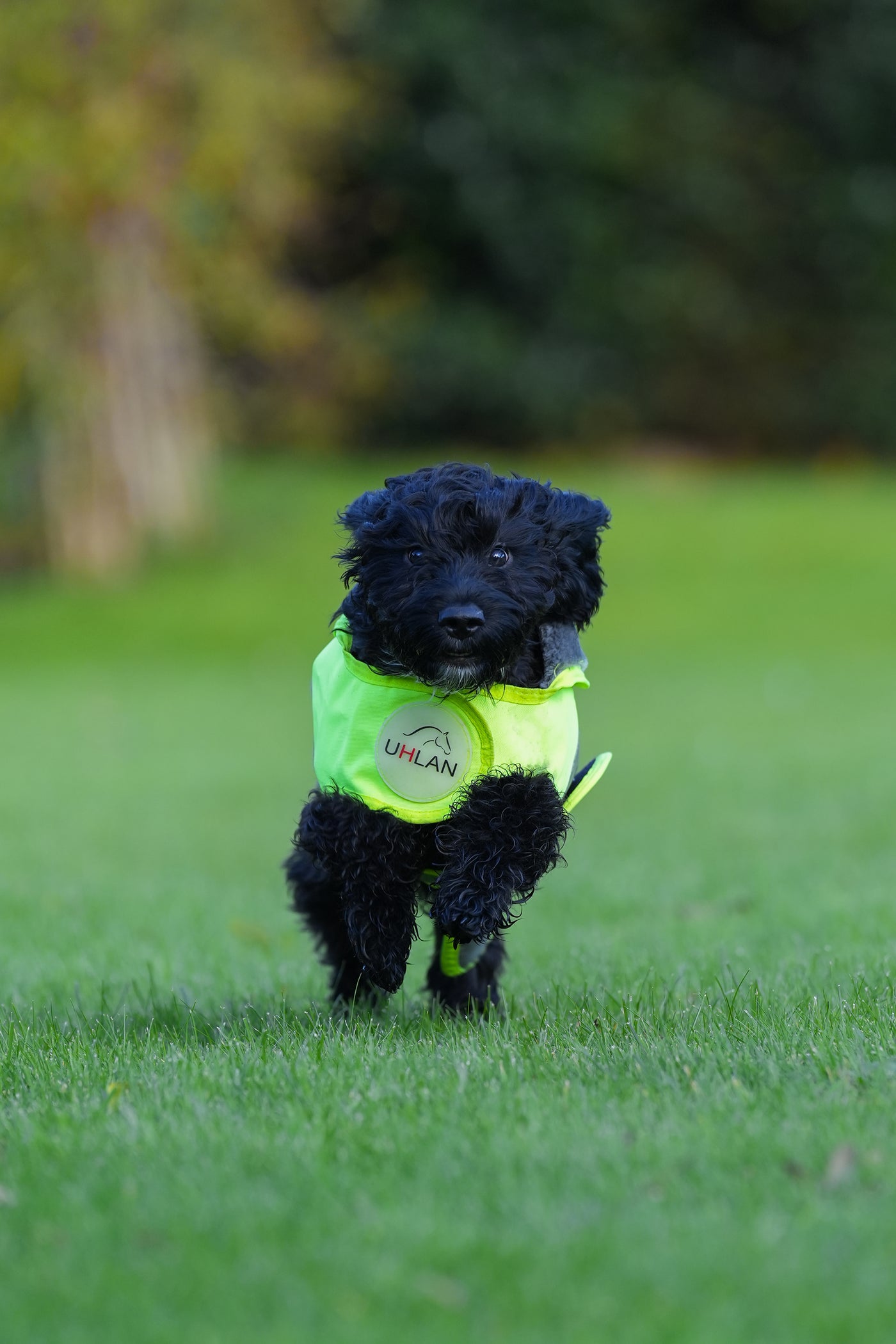 Yellow hi viz matching horse and dog rug