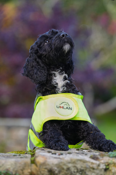 Yellow Hi Viz Waterproof Dog Coat