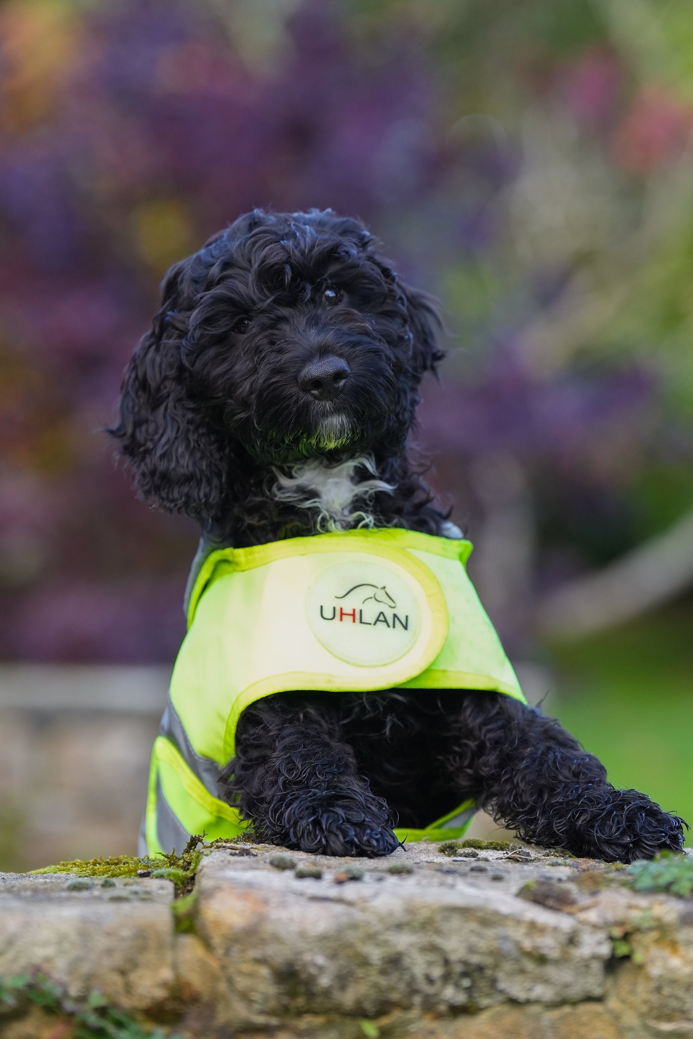 Yellow hi viz matching horse and dog rug