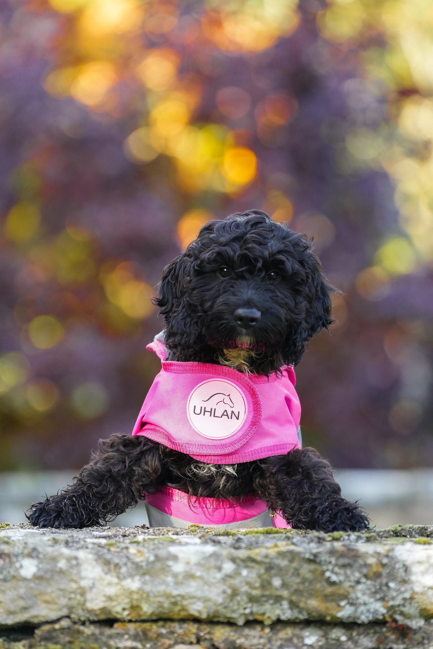 Pink Hi Viz Waterproof Dog Coat