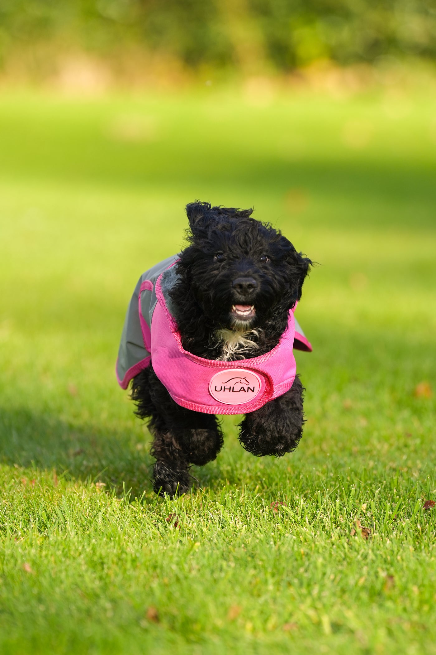 Pink hi viz matching horse and dog rug