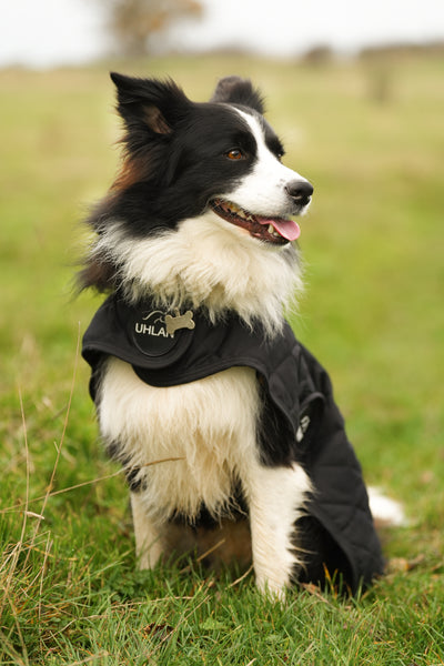 Black Quilted Dog Coat