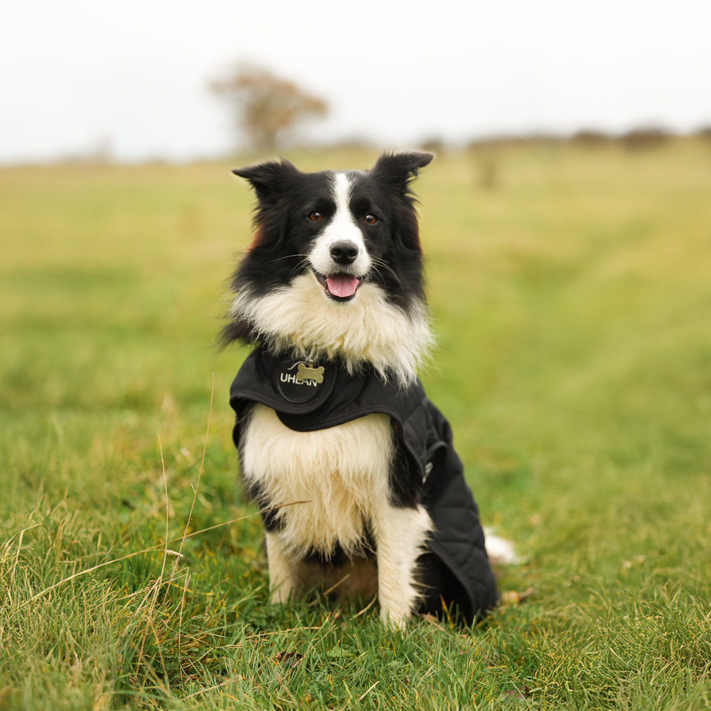 Black Quilted Dog Coat