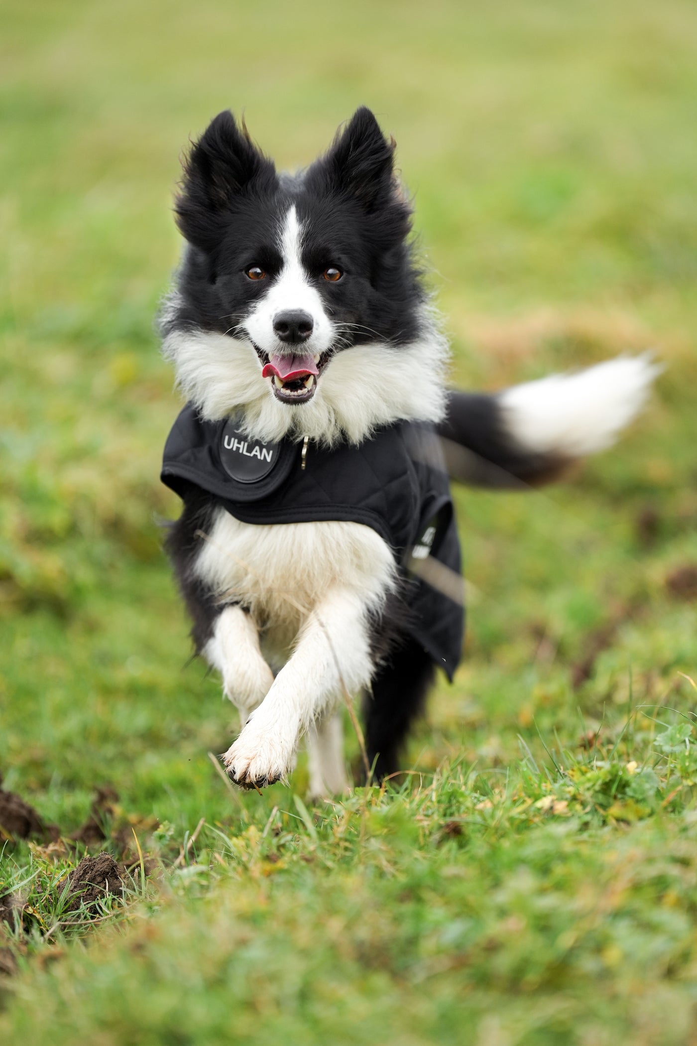 Black Quilted Dog Coat