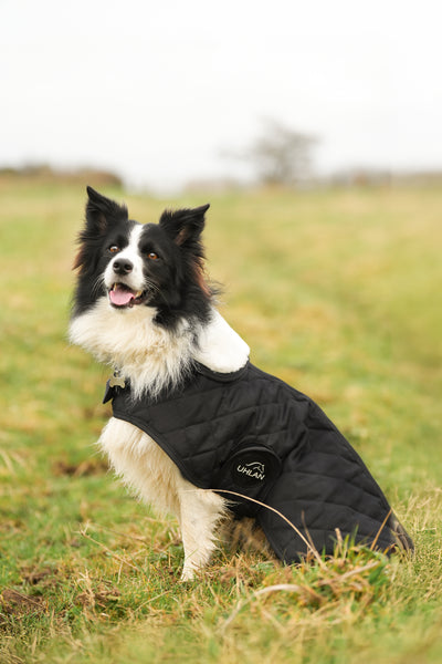 Black Quilted Dog Coat