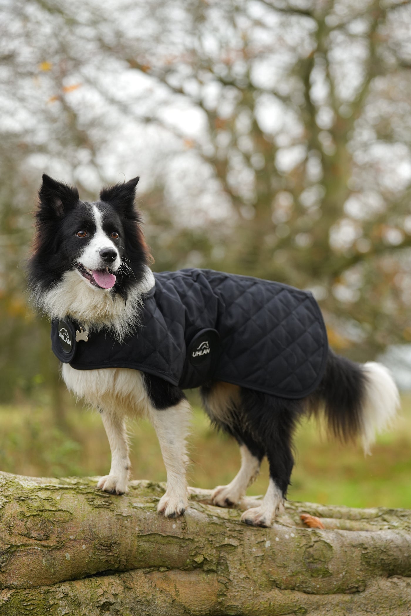 Black Quilted Dog Coat