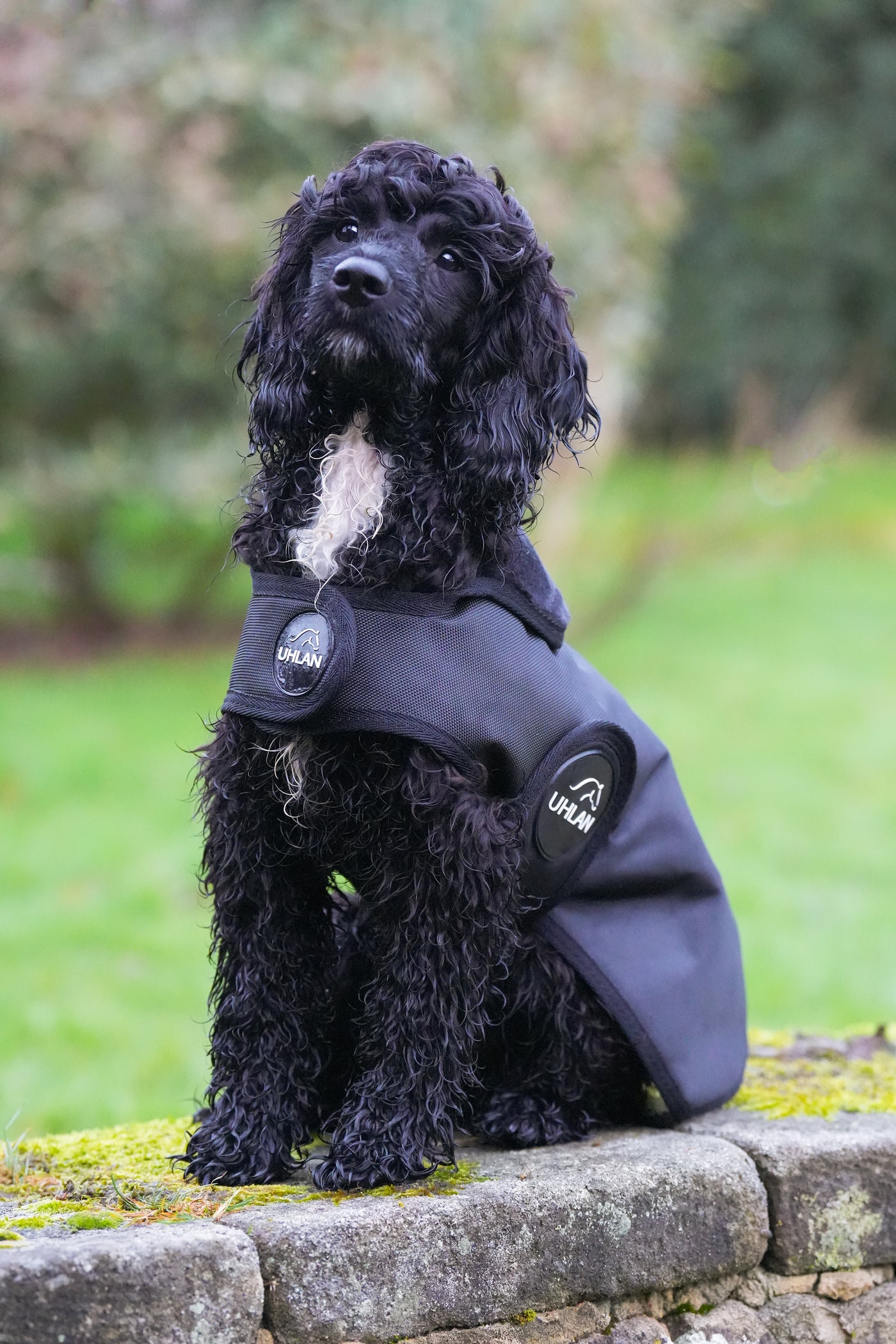 Black Waterproof Dog Coat