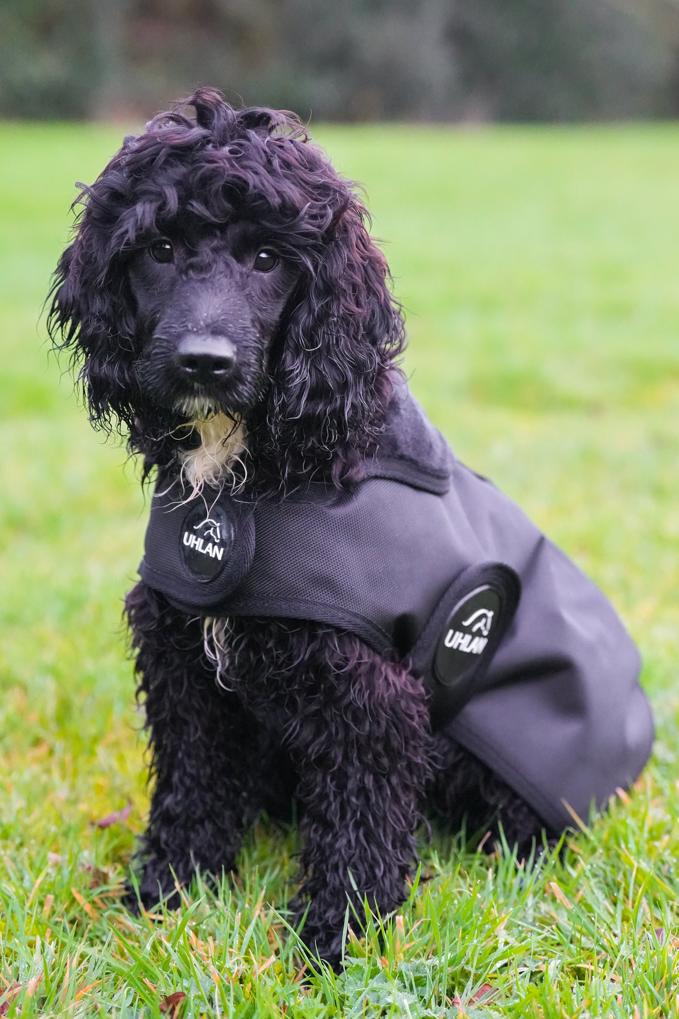 Black Waterproof Dog Coat