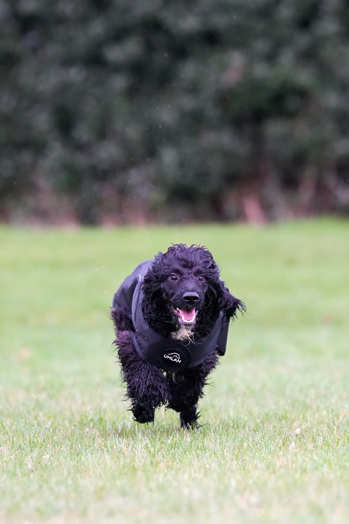 Black Waterproof Dog Coat