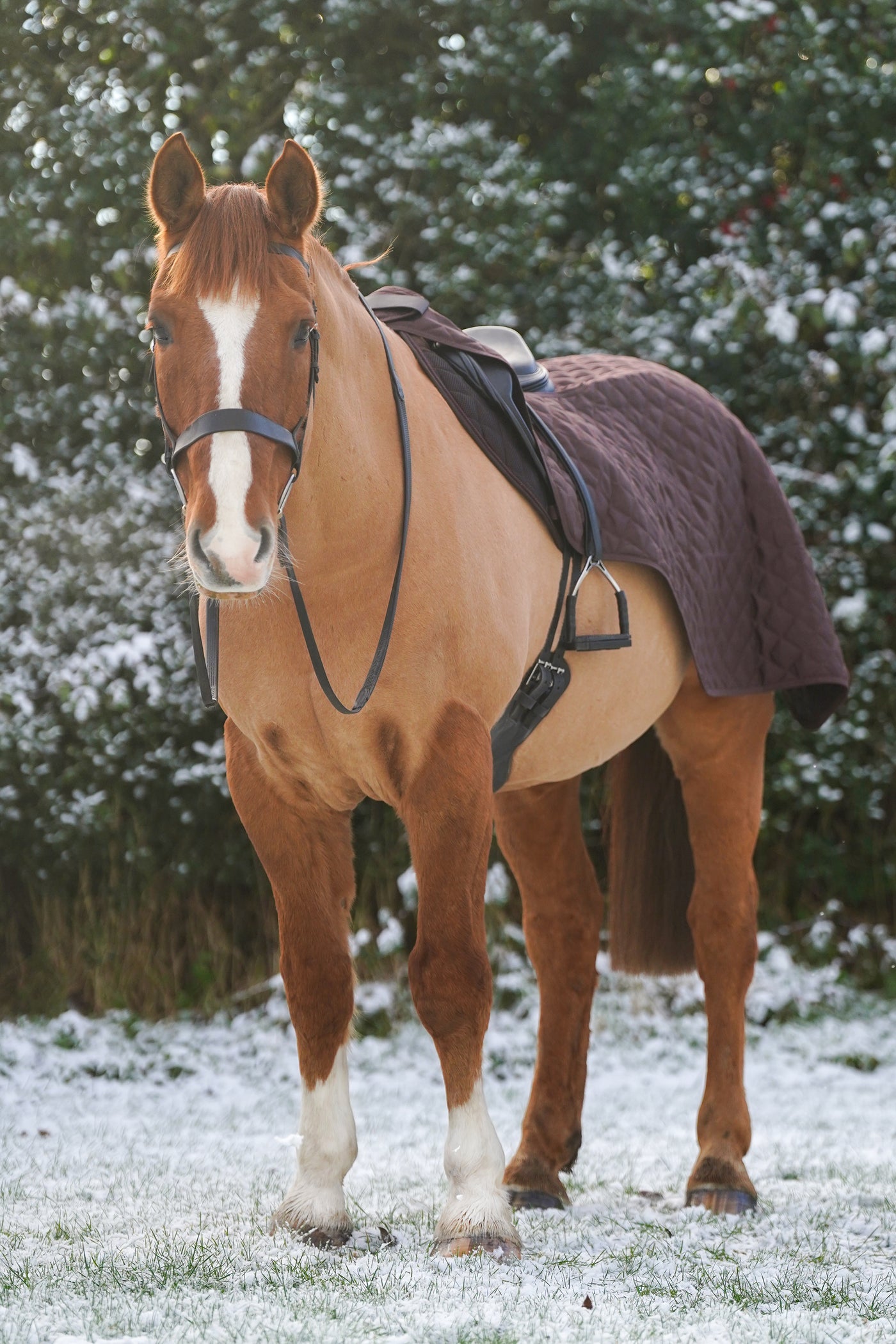 Quilted Exercise Rug Horse Exercise Sheet Rug Ride on rug 160g Fur Lining – Uhlan