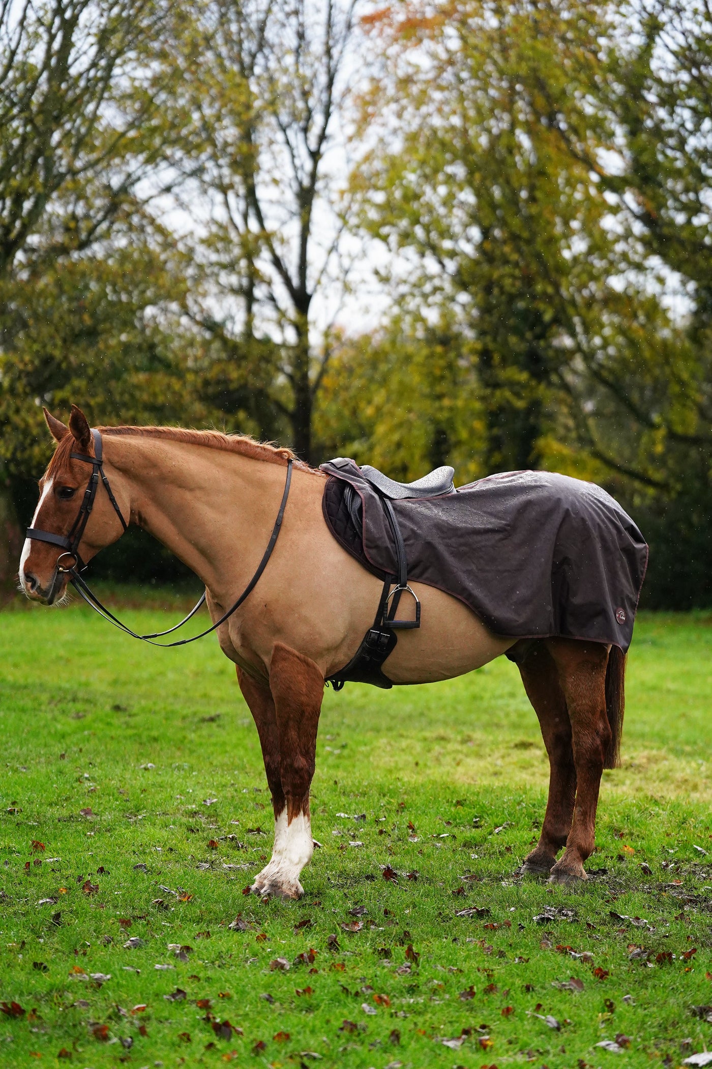 Brown matching horse and dog waterproof rug