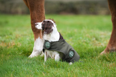 Hunter Green Waterproof Dog Coat