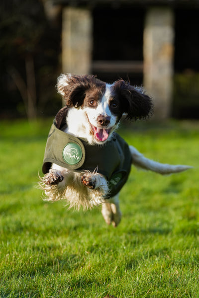 Hunter Green Waterproof Dog Coat