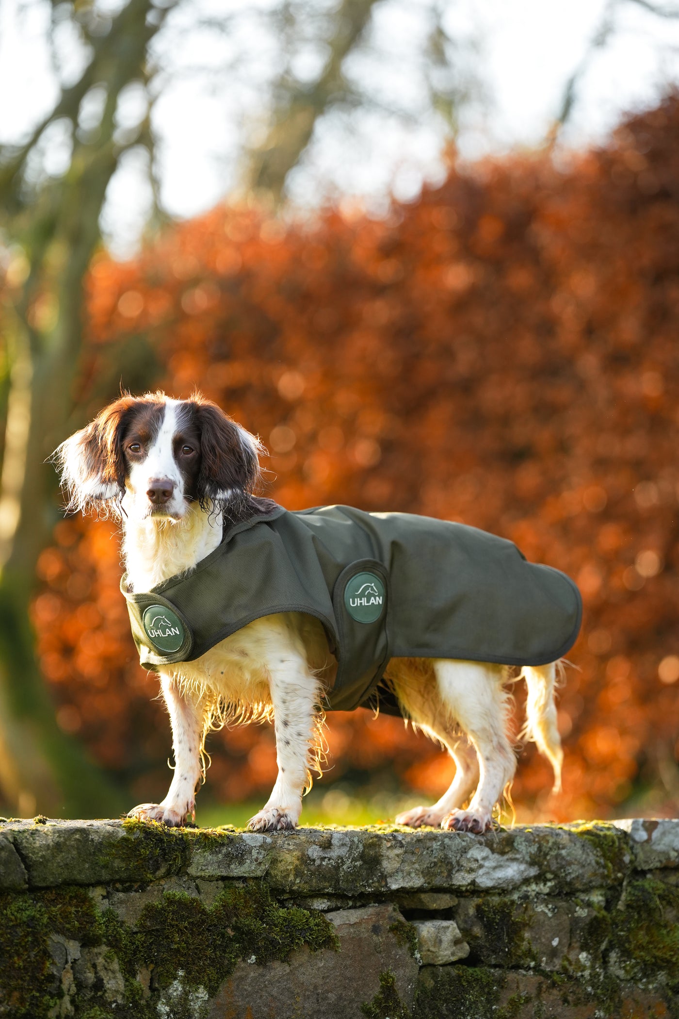 Hunter Green Waterproof Dog Coat