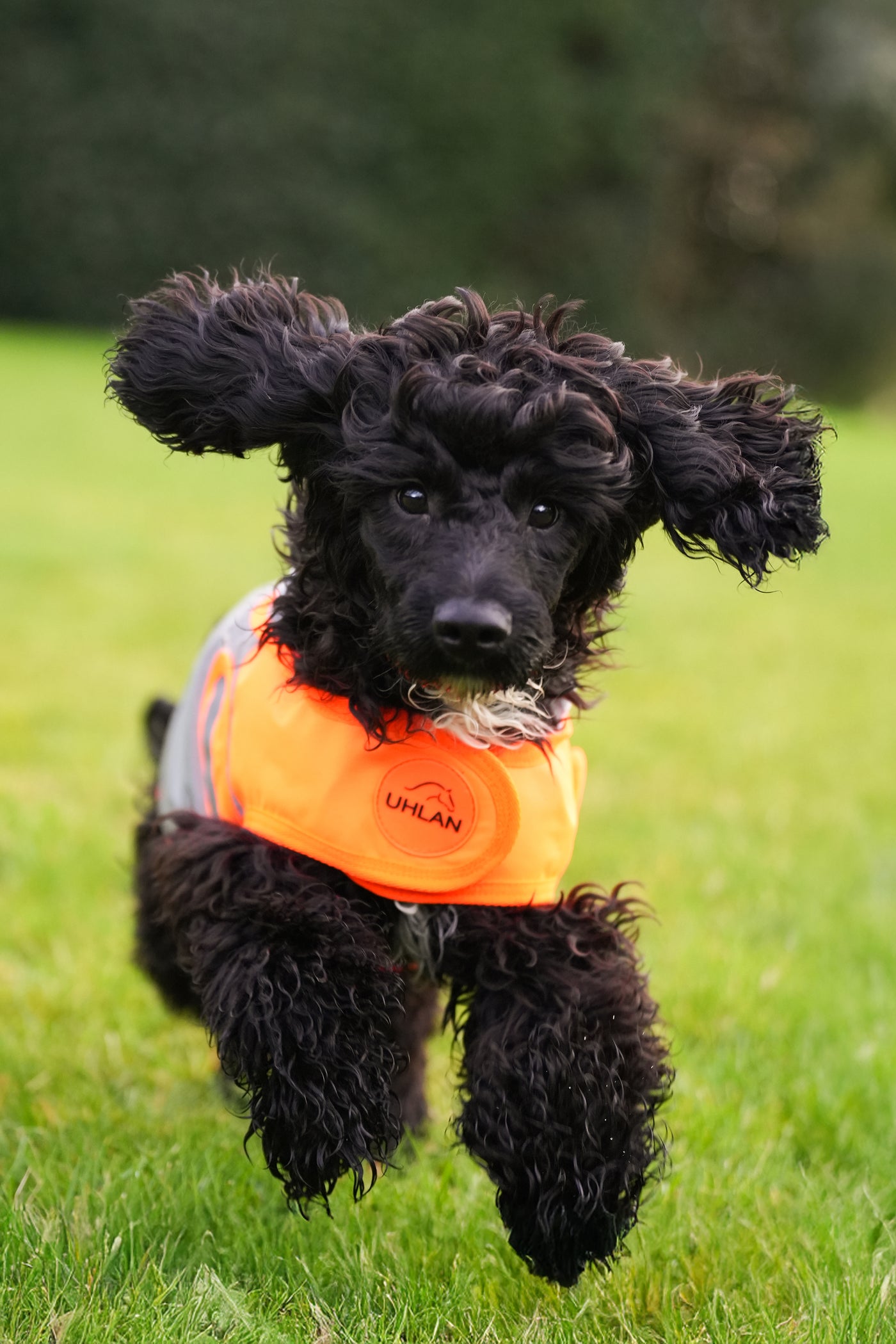 Orange Hi Viz Waterproof Dog Coat