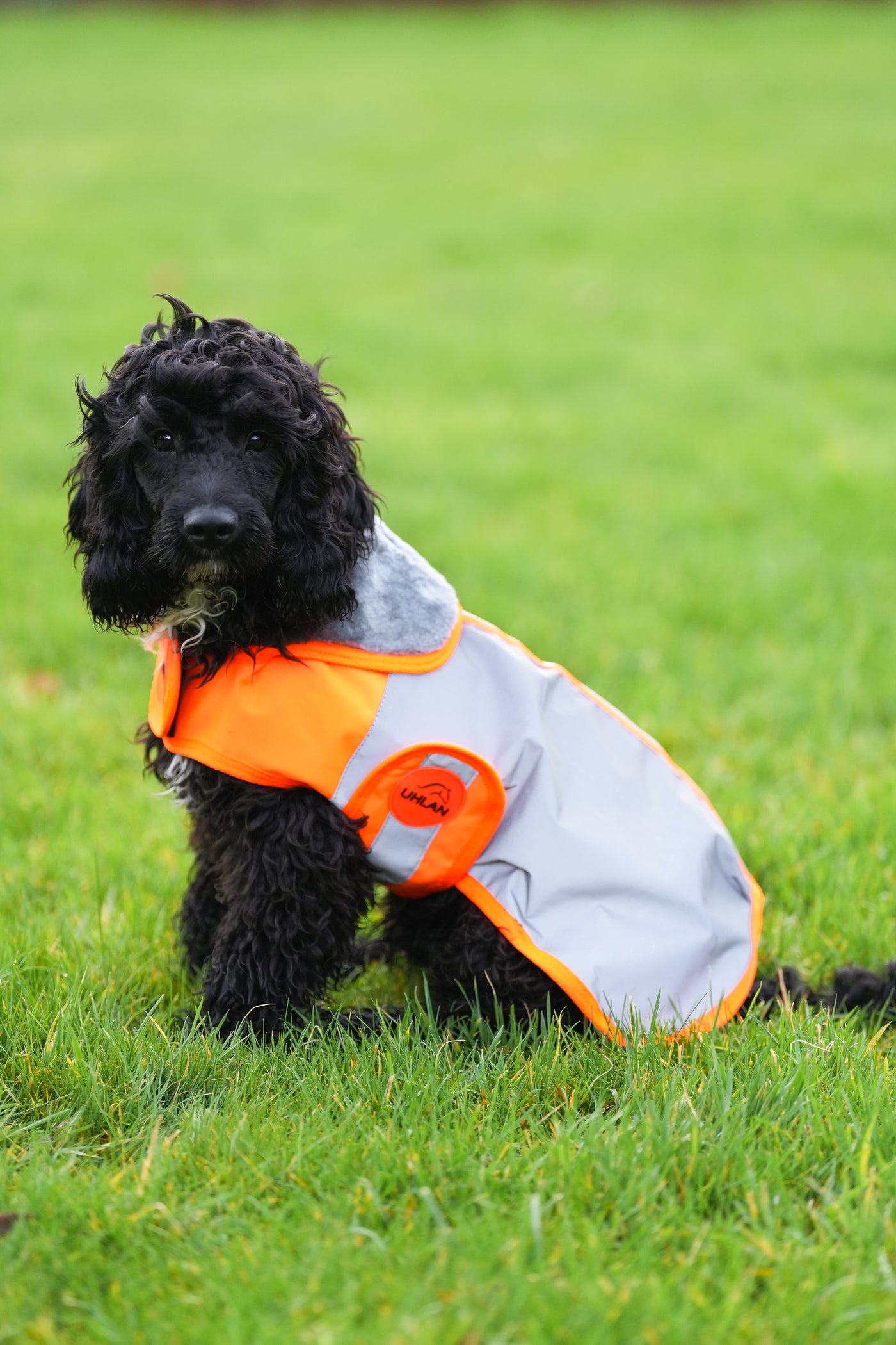 Orange Hi Viz Waterproof Dog Coat