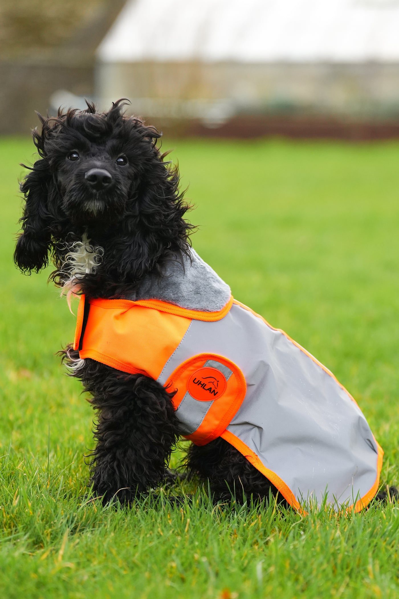 Orange Hi Viz Waterproof Dog Coat