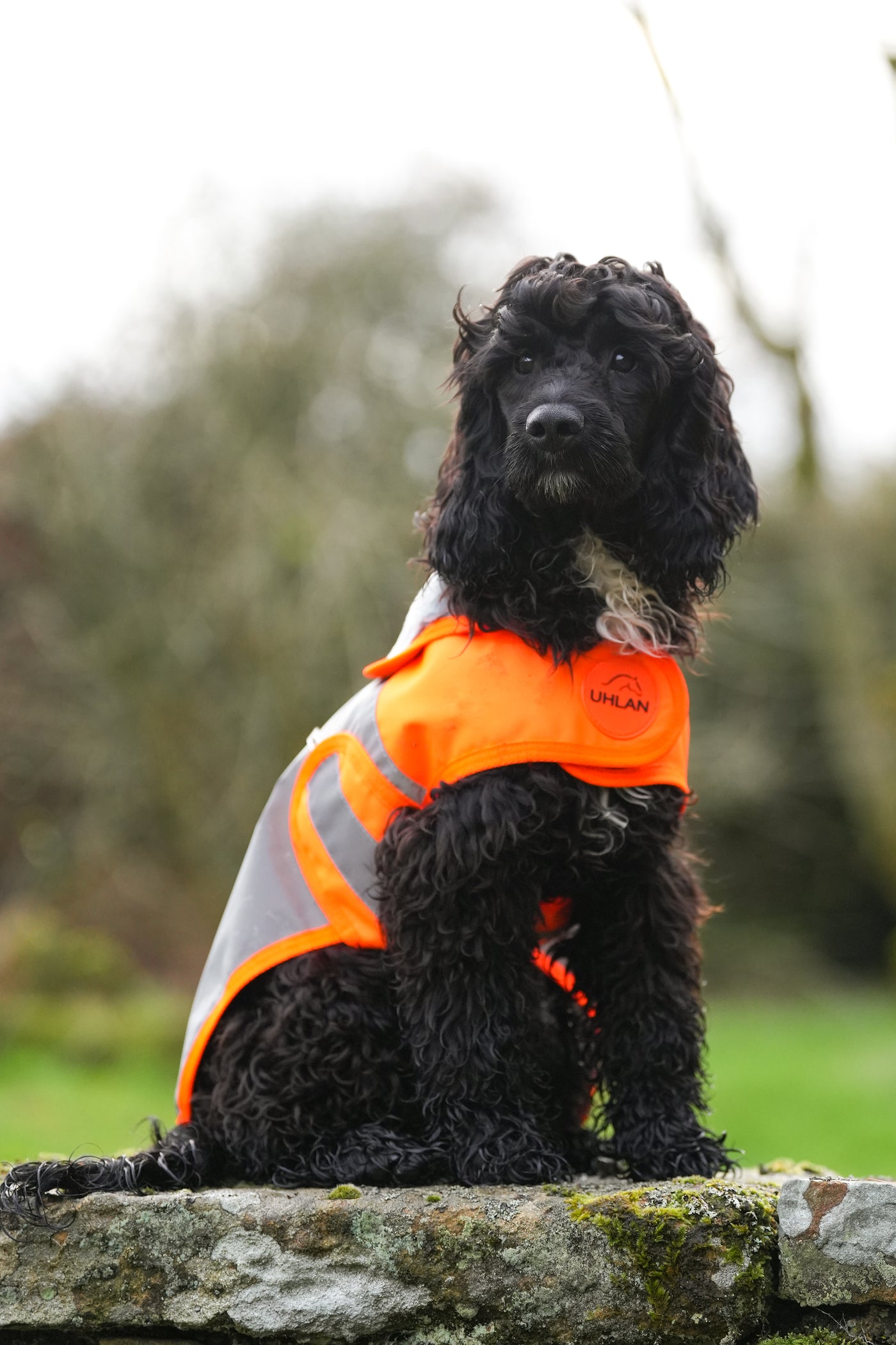 Orange Hi Viz Waterproof Dog Coat