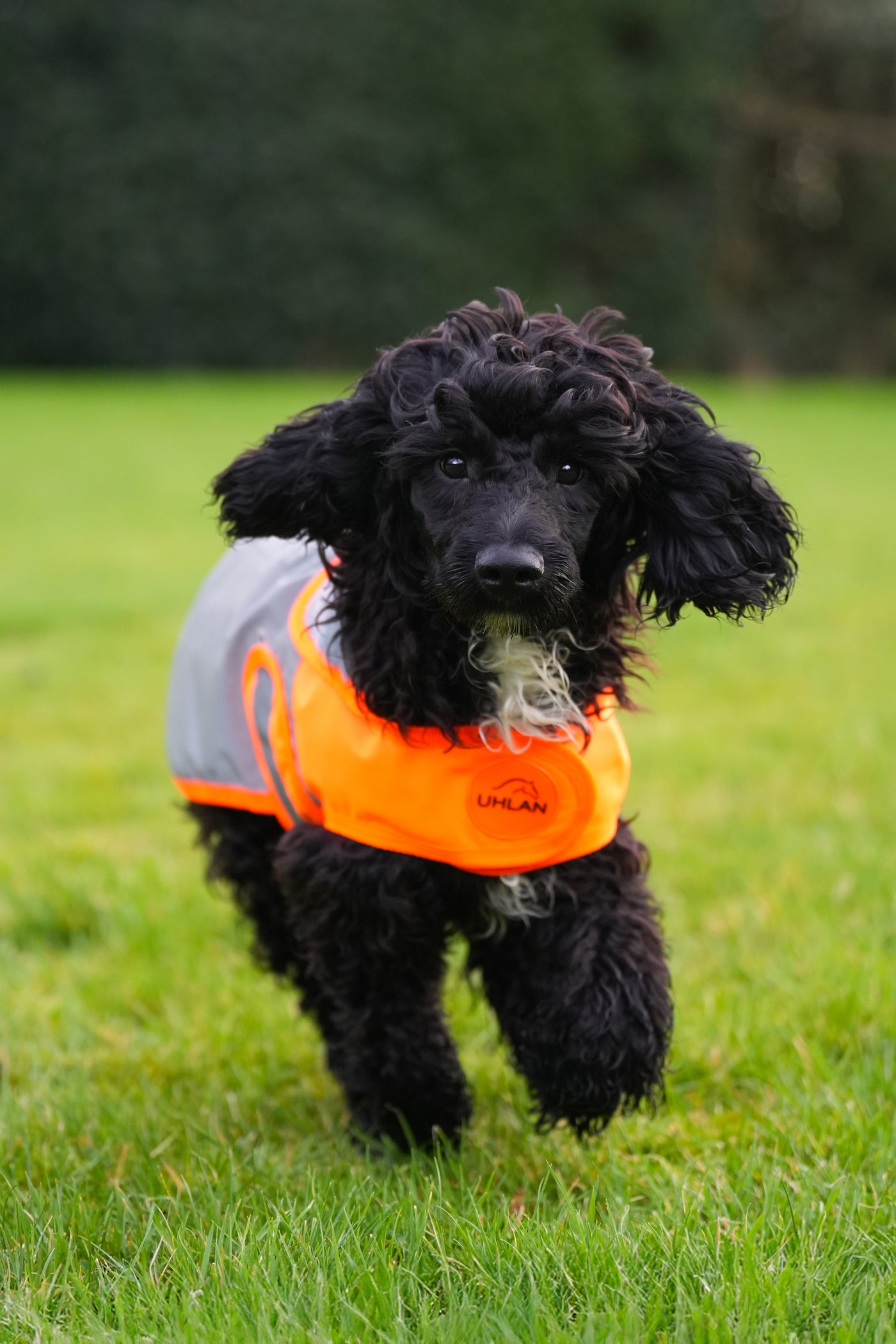 Orange Hi Viz Waterproof Dog Coat