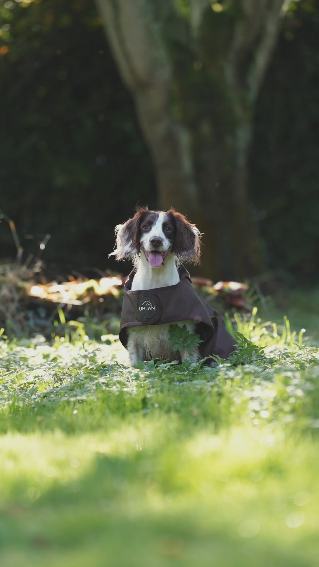 Brown Waterproof Dog Coat